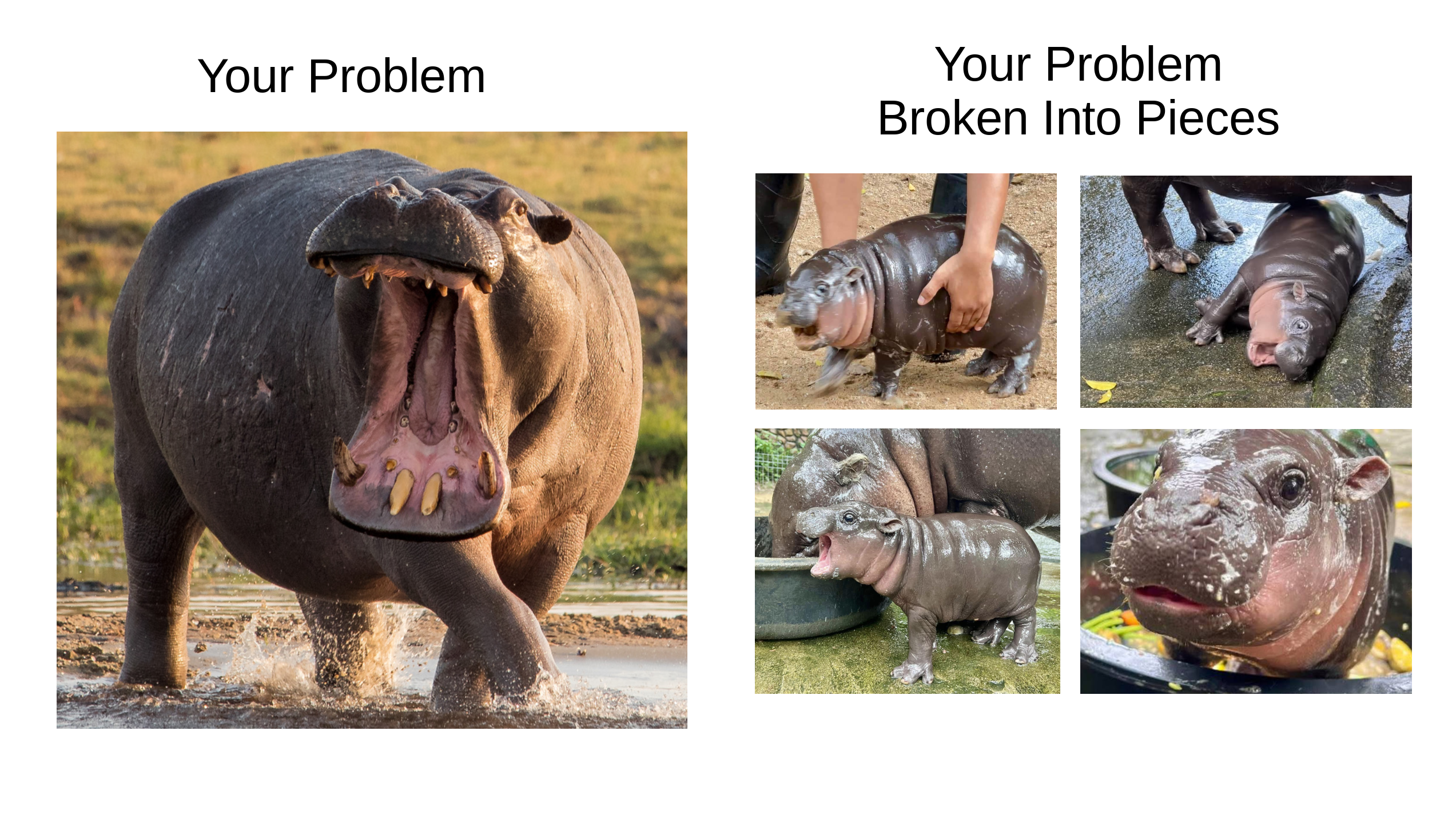 Your problem: Image of an angry hippopotamus. Your problem broken down into pieces: 4 cute pictures of Moo Deng an adorable baby pygmy hippo. Angry hippo image from: https://www.fotocommunity.de/photo/angry-hippo-again-huber-tom/43184827